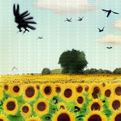 Sunflower Field with Crows - PNG gratuit