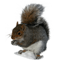squirrl - бесплатно png