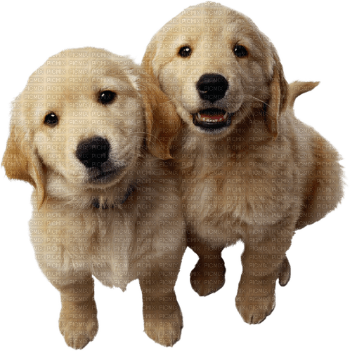 dogs by nataliplus - darmowe png