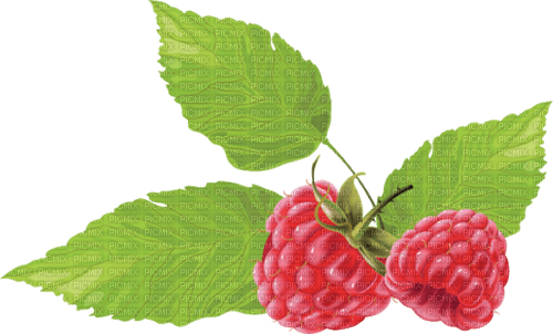 Raspberry - nemokama png