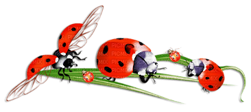 soave  ladybug deco leaves red green - δωρεάν png