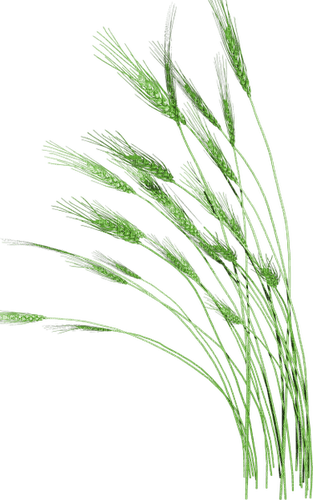 grass by nataliplus - Free PNG