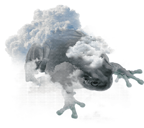 air elemental froggy frog - png gratuito