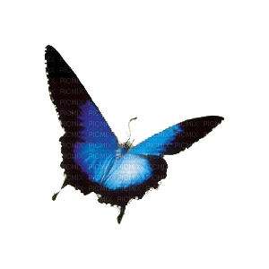 Papillon - png ฟรี