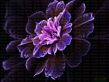 ani-blomma--flower - Бесплатный анимированный гифка