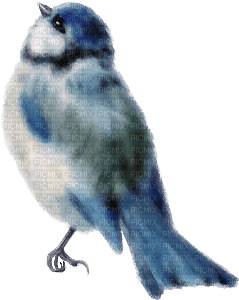 fågel--blå-  -bird--blue - zdarma png