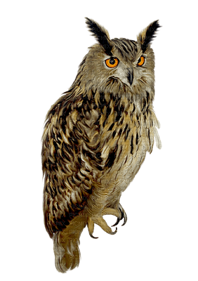 owl katrin - zdarma png