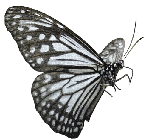 ✶ Butterfly {by Merishy} ✶ - darmowe png
