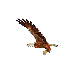 EAGLE FLYING - GIF animé gratuit