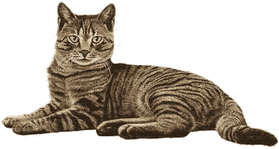 cat-Nitsa - 無料のアニメーション GIF