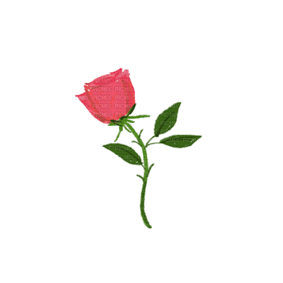 Rose(flower) - Бесплатный анимированный гифка