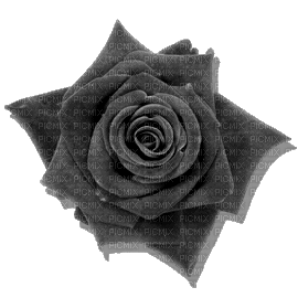 Flowers grey bp - GIF animado grátis