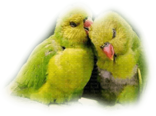 Kaz_Creations Parrots-Birds - безплатен png