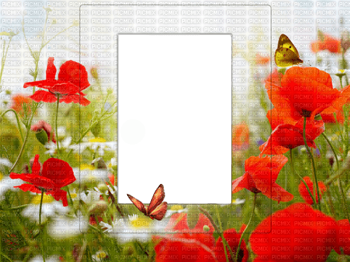 Frame coquelicot - zdarma png