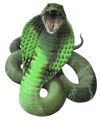 snake - png gratis