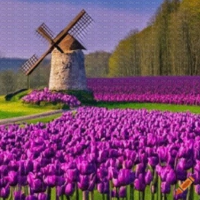 Purple Tulip Field and Windmill - бесплатно png