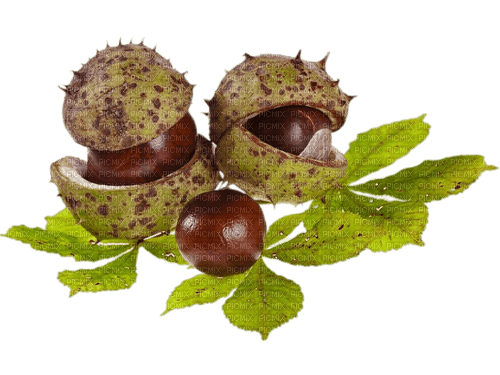 chestnuts, autumn - png ฟรี