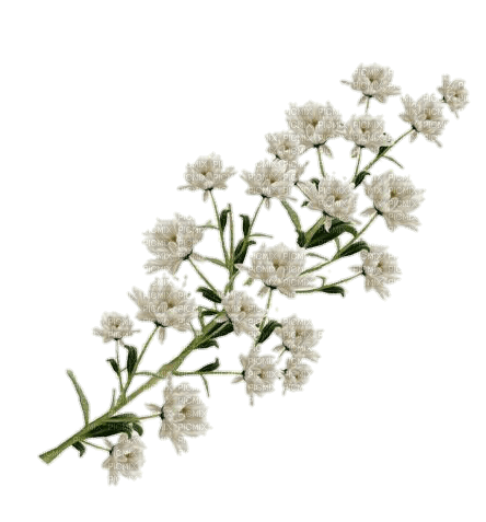 White Flower - gratis png