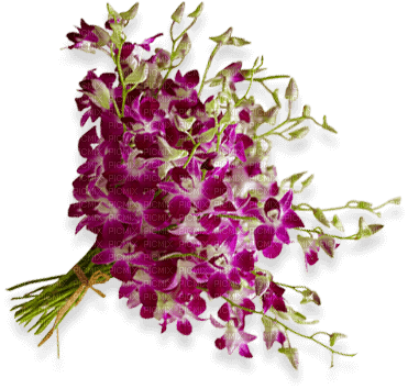 lilies Nitsa Papacon - Free PNG