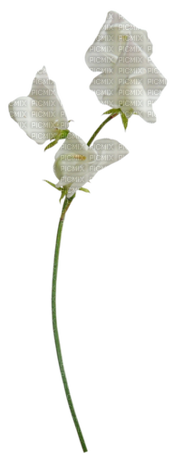 Fleur Blanc Jaune:) - png gratuito