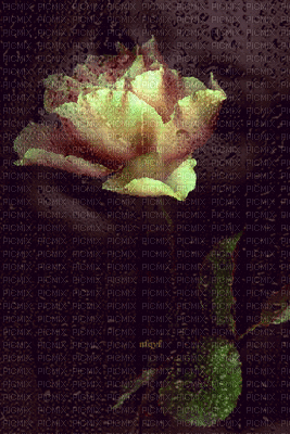 gif rose - Besplatni animirani GIF