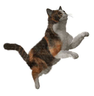 Kaz_Creations Cat Kitten - png ฟรี