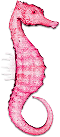 soave deco seahorse underwater summer scrap pink - kostenlos png