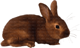 Kaz_Creations Rabbit - Free PNG