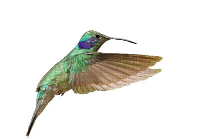 Hummingbird XYnTZw, 2 , birds , 500 - Free animated GIF - PicMix