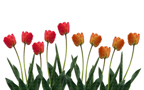 tulipan - darmowe png