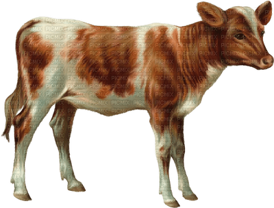 Vache .S - Free PNG