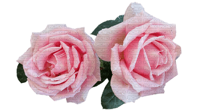 rosado - ücretsiz png