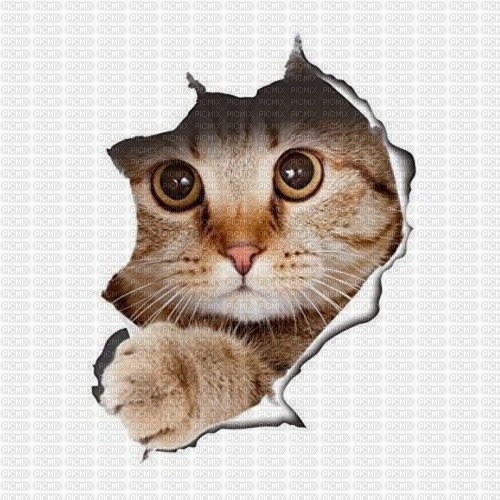 Katze, Hintergrund - ücretsiz png