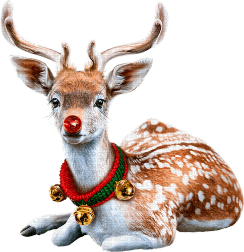 Reindeer.Rudolph.Brown.White.Red.Green - Free PNG