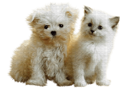 dog and cat white chat chien blanc - png ฟรี