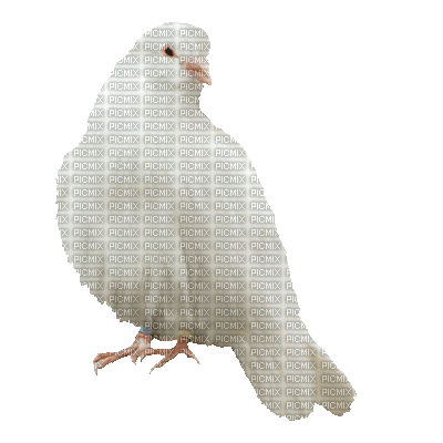 uccelli - 免费动画 GIF
