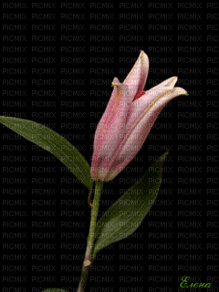 BLOOMING PINK TIGER LILLY - 免费动画 GIF