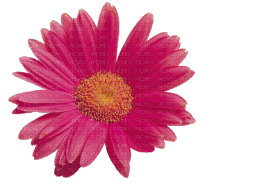 Flowers pink bp - GIF animé gratuit
