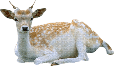 deer katrin - бесплатно png