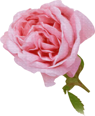 rose rose.Cheyenne63 - kostenlos png