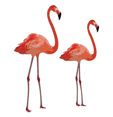 bird - flamingo - Nitsa P - zdarma png