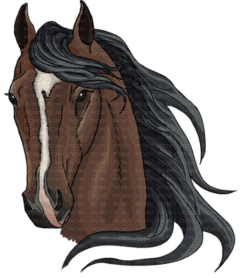 horse face - kostenlos png