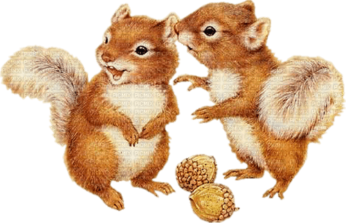 écureuils - nemokama png