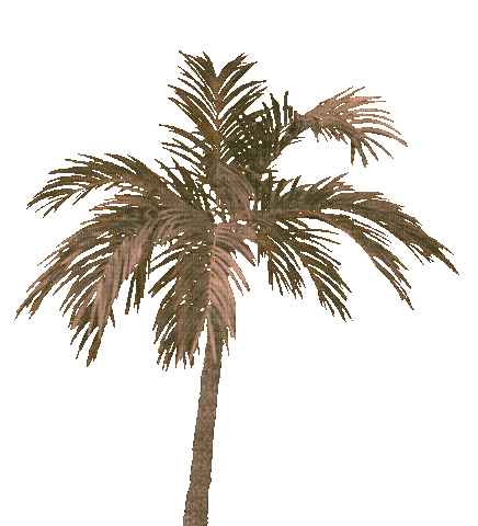 Palmeira - Zdarma animovaný GIF