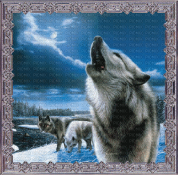 wolf bp - Бесплатни анимирани ГИФ