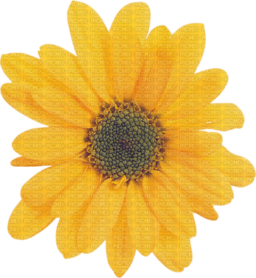 Kaz_Creations Deco Flowers Flower Yellow - 無料png