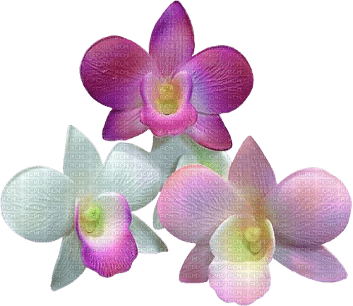 orchids by nataliplus - ücretsiz png
