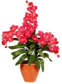 Blumentopf - png grátis
