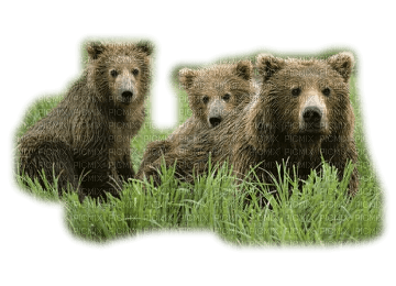 Kaz_Creations Bears - PNG gratuit