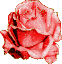 róża - 免费动画 GIF